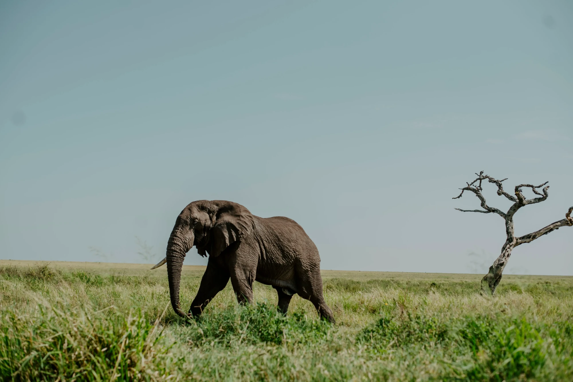 Elephant walking across open grassland
