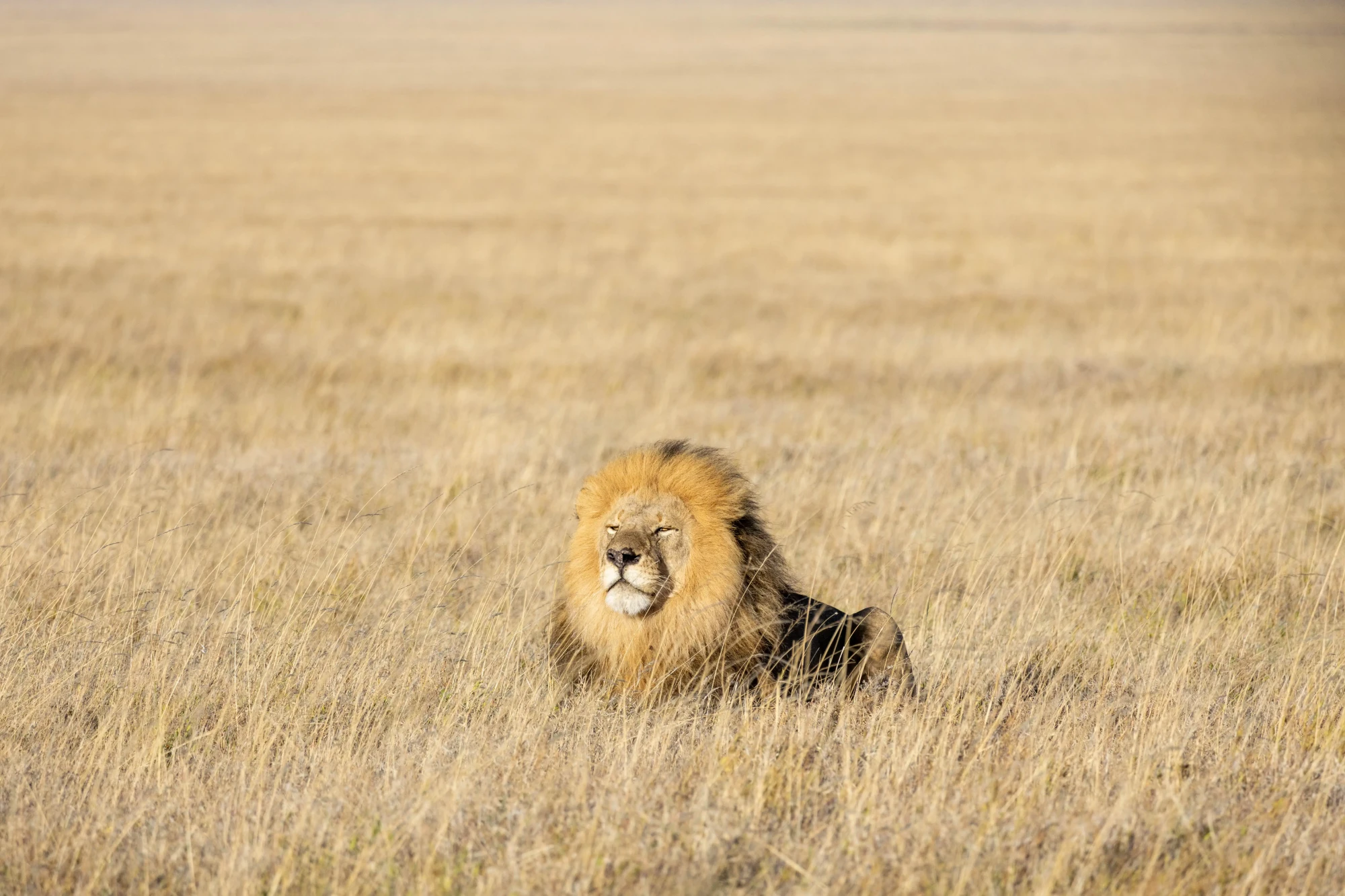 Male lion in golden grassland