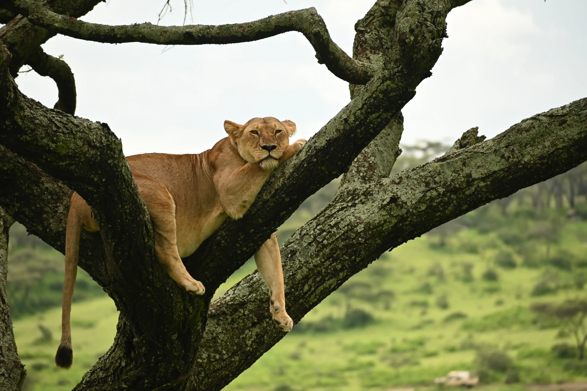Lioness resting in an acacia tree