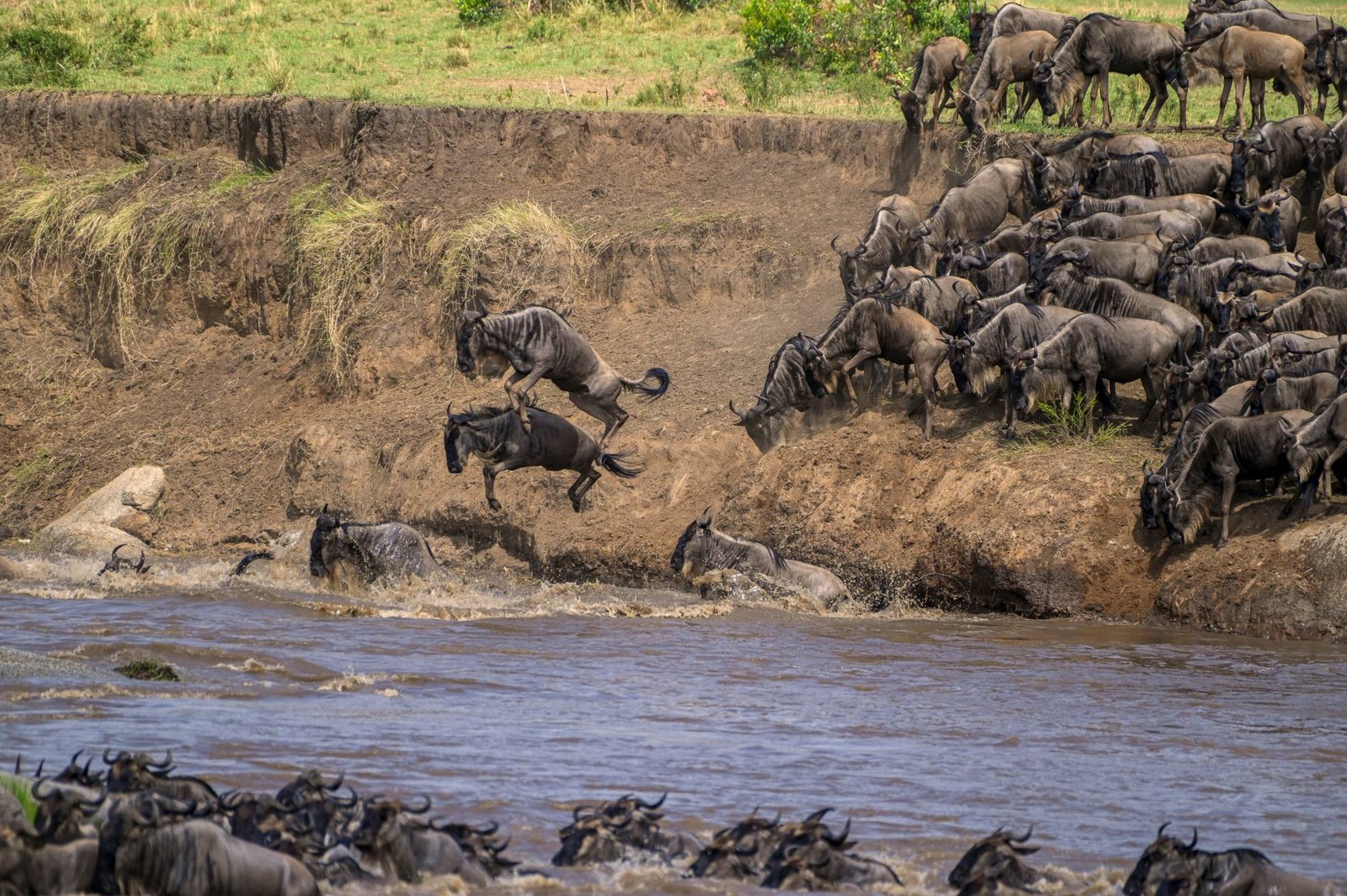Wildebeest crossing the Mara River during the Great Migration