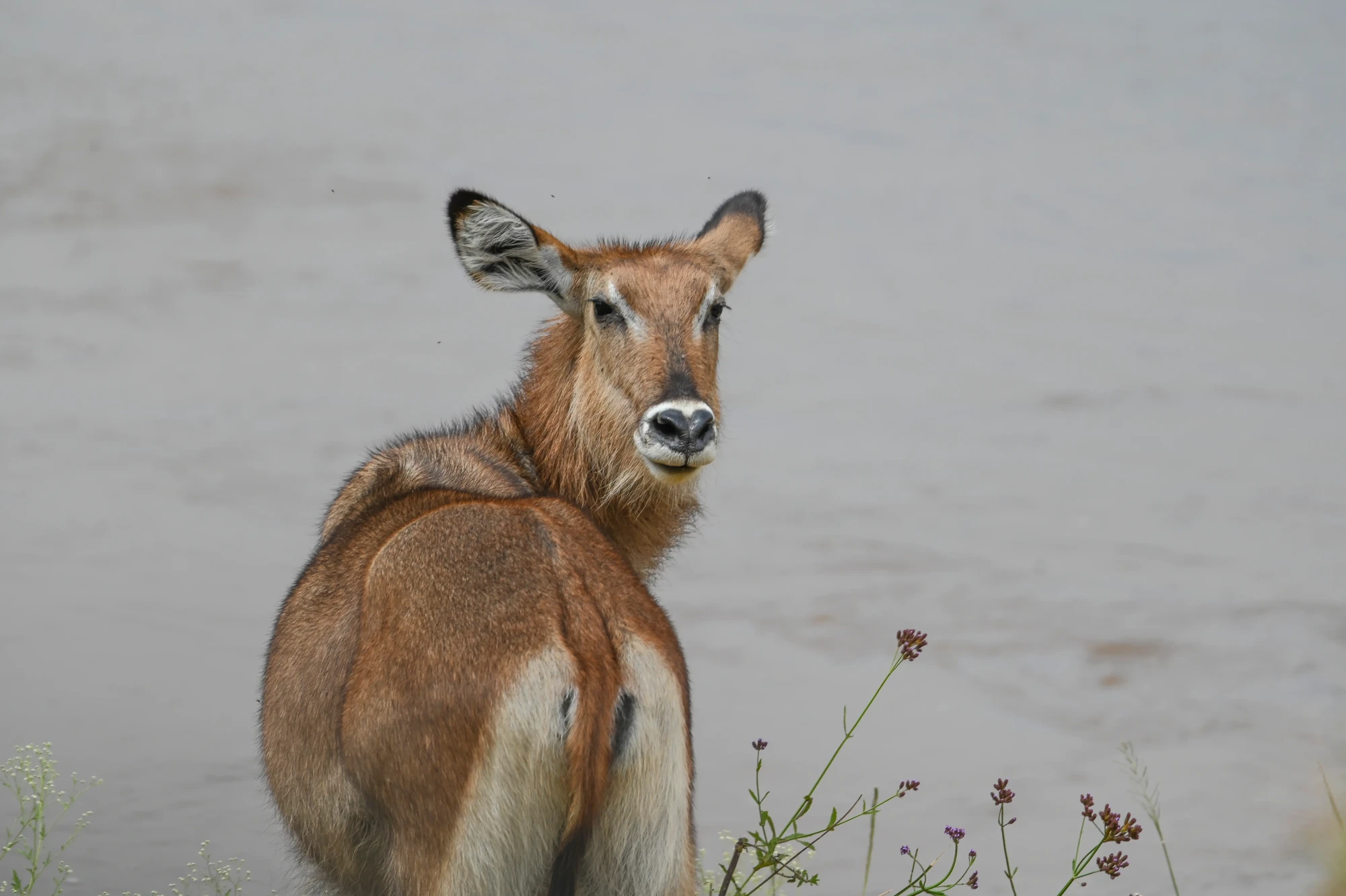 Waterbuck looking back beside a river