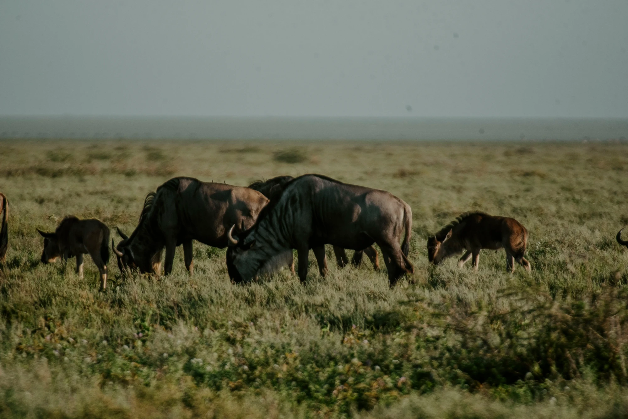 Wildebeest and calves grazing